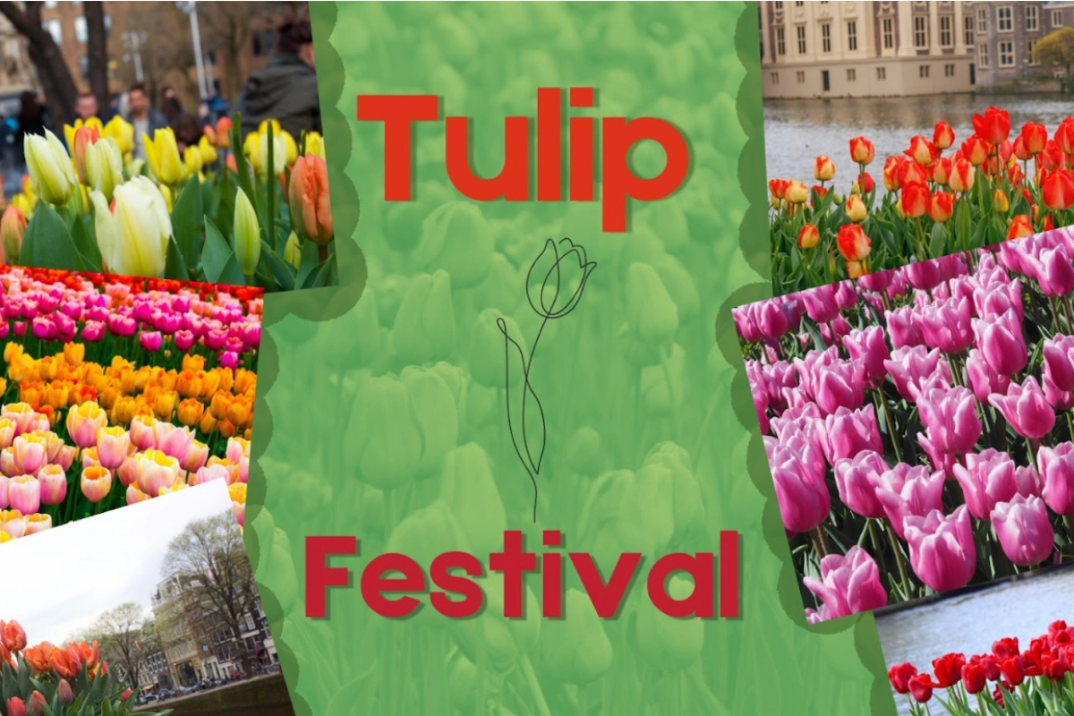 experience-national-tulip-day-in-amsterdam (2)