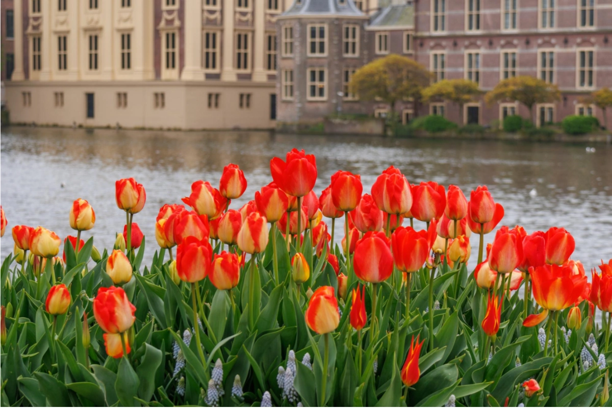 experience-national-tulip-day-in-amsterdam (3)