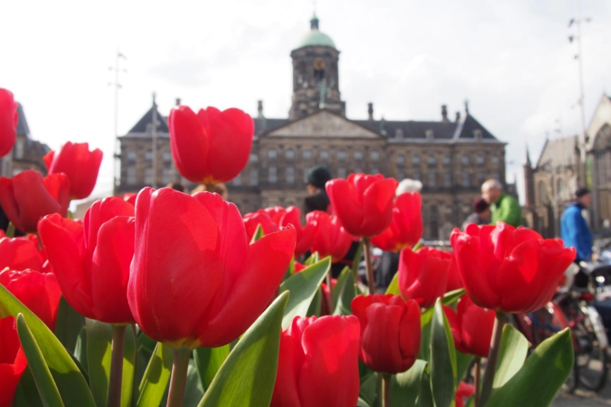 experience-national-tulip-day-in-amsterdam (4)