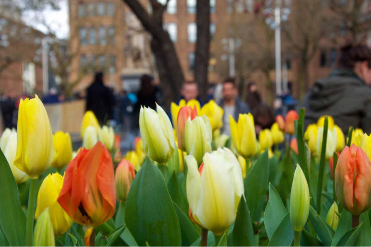 experience-national-tulip-day-in-amsterdam