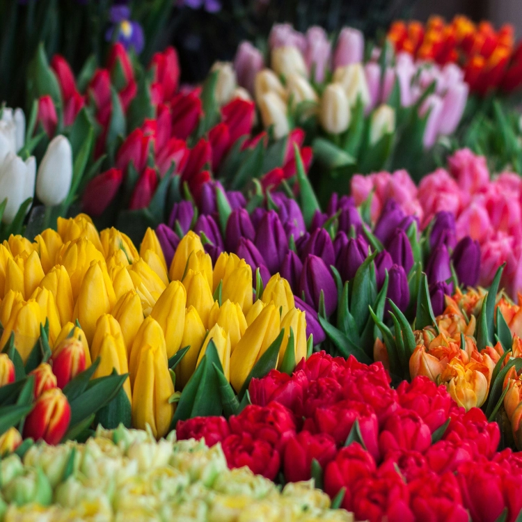 experience-national-tulip-day-in-amsterdam